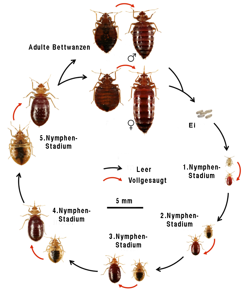 Bettwanzenbisse, Bettwanzenbekämpfung, Kammerjäger Bettwanzen