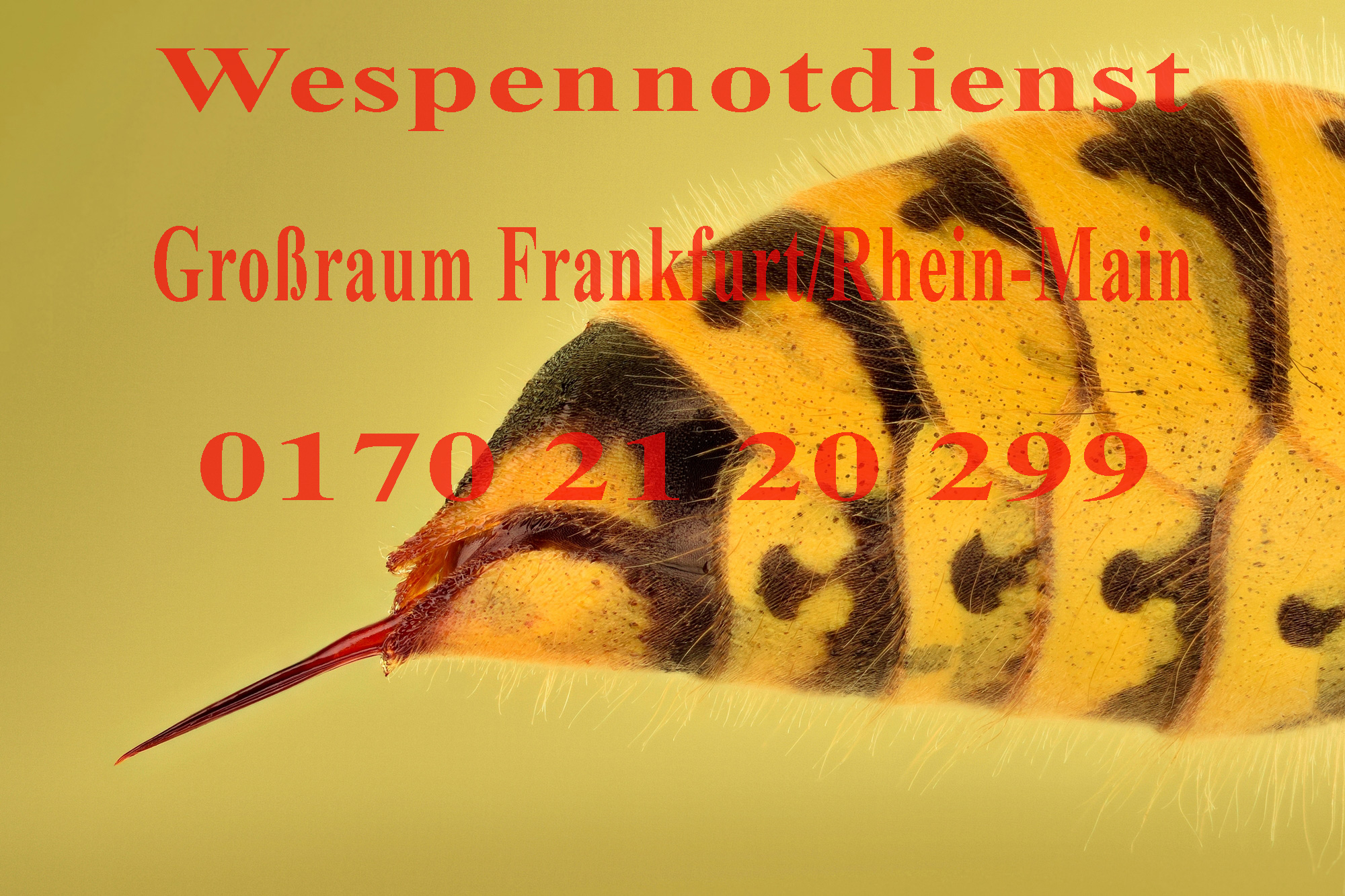 Wespen, Wespenbekämpfun, Wespennotdienst, Frankfurt, Bad Homburg, Oberursel