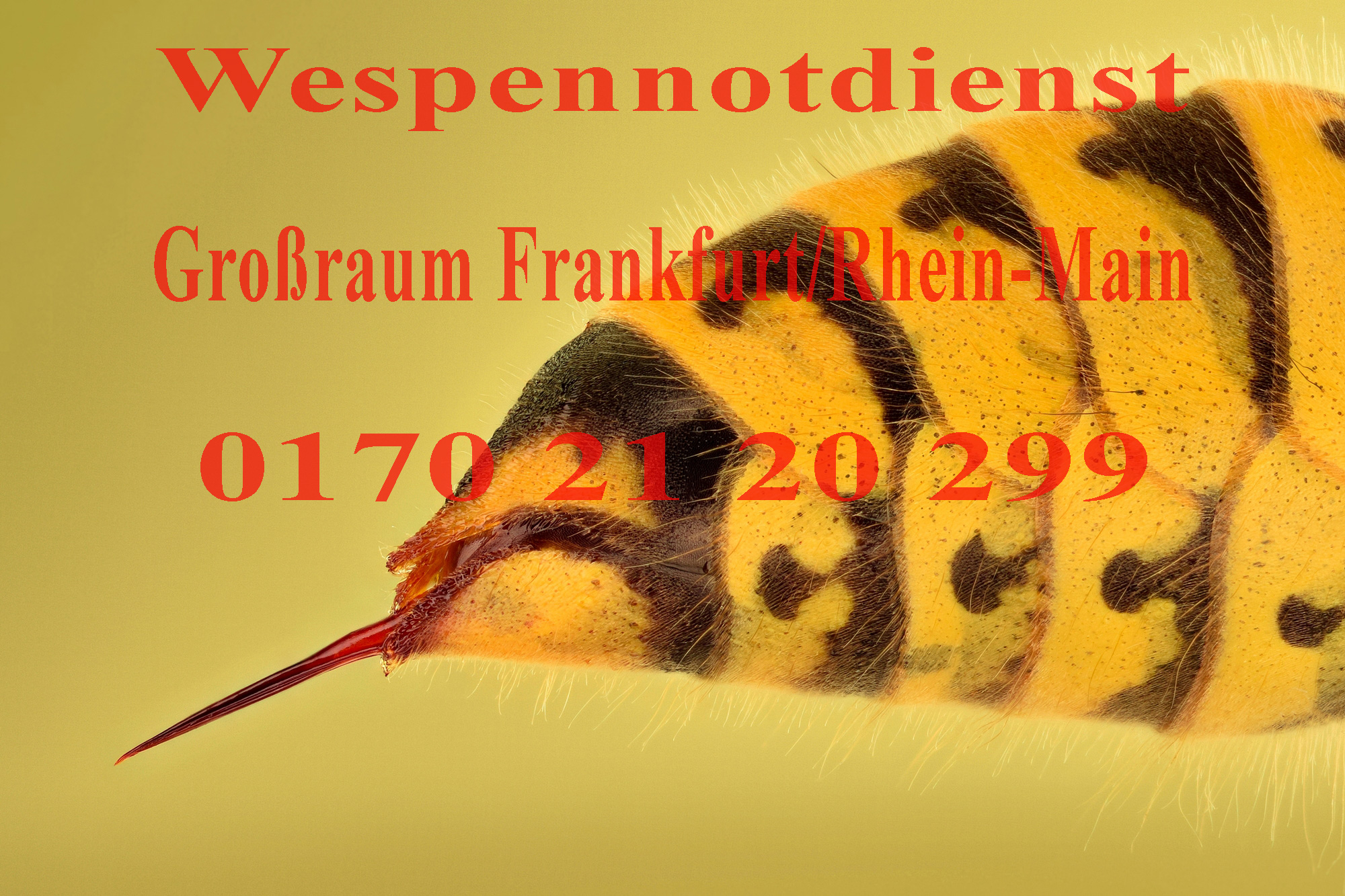 Wespennotdienst Wespen, Wespenbekämpfun, Wespennotdienst, Frankfurt, Bad Homburg, Oberursel